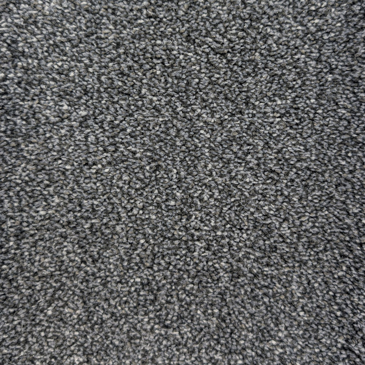 Cozy Belmont – Carbon